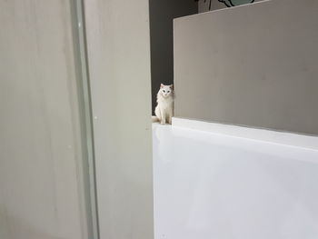 Cat looking away while sitting on wall