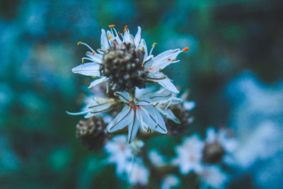 Close-up of white flowering plant