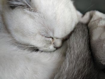 Close-up of cat sleeping at home