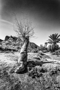 Bare tree on landscape against clear sky