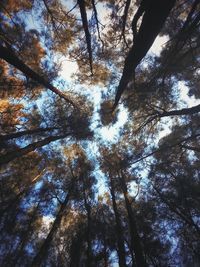 Low angle view of trees against sky