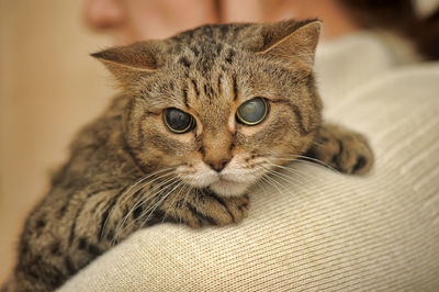 Close-up portrait of a cat