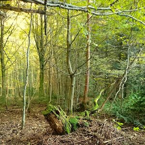 Trees in forest