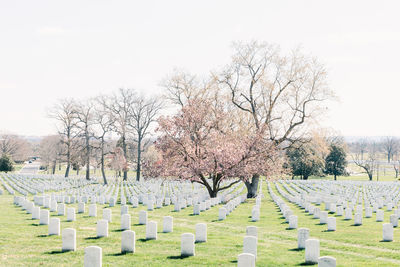 View of cemetery against clear sky