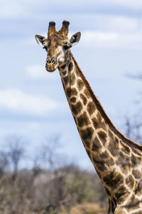 View of giraffe against sky