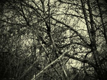 Low angle view of trees in forest