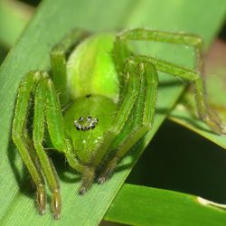 Close-up of spider on leaf
