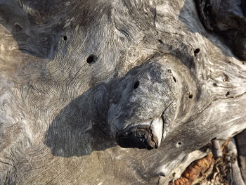 Close-up of giraffe