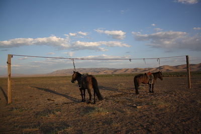 The horses are always so precious to the nomads in the gobi desert and  the steppes in mongolia.