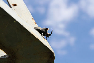 Low angle view of bird on boat