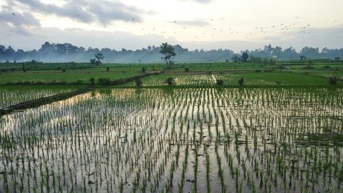 Scenic view of rice field against sky