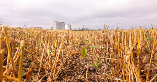 Wheat growing on field against sky