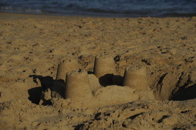 High angle view of animal on beach