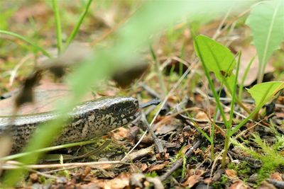 Close-up of lizard on field