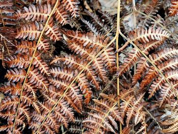 Full frame shot of dried plant on field