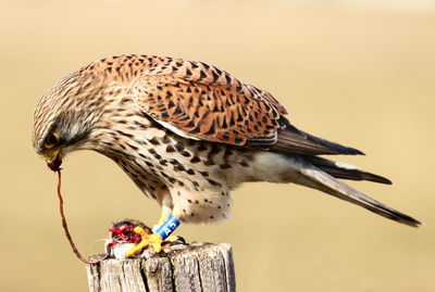 Close-up of bird perching on wooden post