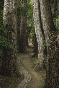 Trees in forest