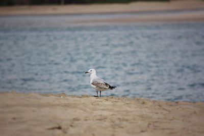 Seagull perching on a beach