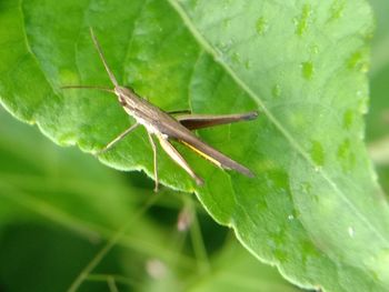 Close-up of insect on leaf