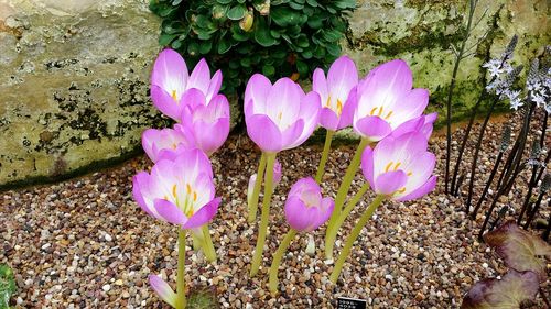 Close-up of pink flowers