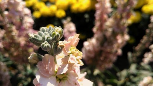 Close-up of insect on flowers