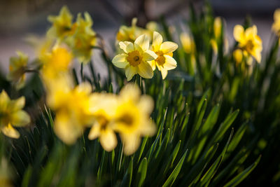 Close-up of yellow flower
