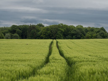 Straight lines in field