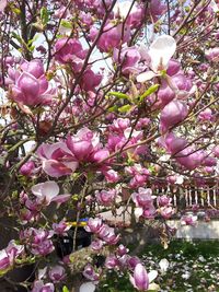 Close-up of pink flowers