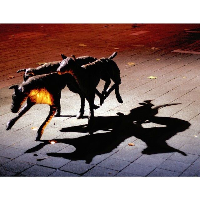 domestic animals, animal themes, transfer print, mammal, shadow, auto post production filter, sunlight, pets, full length, horse, one animal, dog, two animals, side view, outdoors, standing, day, walking, street, silhouette