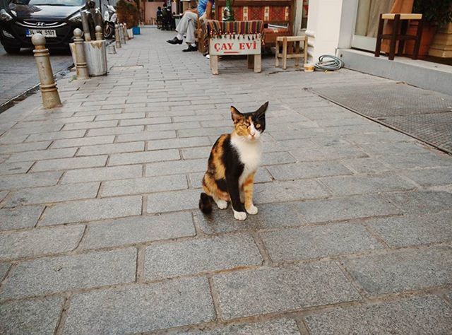 pets, one animal, animal themes, domestic animals, domestic cat, mammal, cat, feline, cobblestone, full length, street, sitting, building exterior, whisker, paving stone, footpath, sidewalk, stray animal, dog, built structure