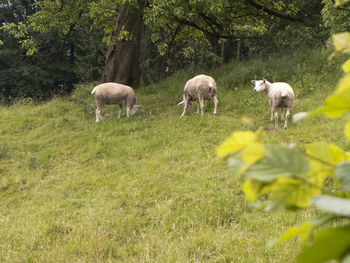 Hike in the weserbergland past freshly sheared sheep