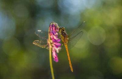 Close-up of butterfly pollinating on purple flower