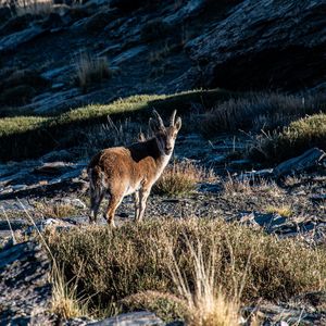 Side view of deer standing on snow covered land