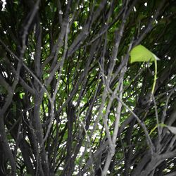 Close-up of fresh green leaves on tree