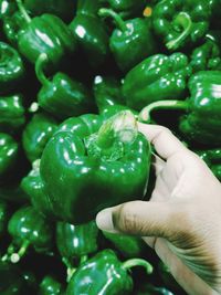 Close-up of hand holding bell peppers