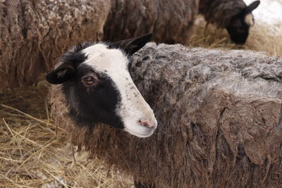 Portrait of sheep in a field