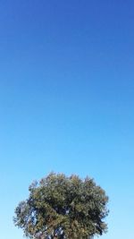 Low angle view of tree against blue sky