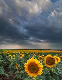 View of sunflower field against cloudy sky