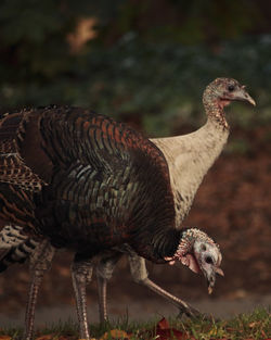 Close-up of two turkeys on a field.