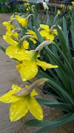 Close-up of yellow flowers