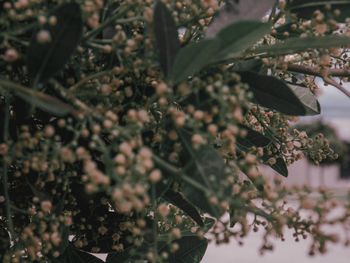 Close-up of fresh green plant