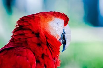 Close-up of red parrot