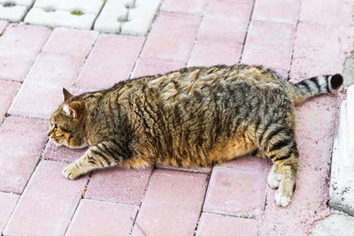 High angle view of cat resting on sidewalk