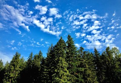 Low angle view of trees against sky