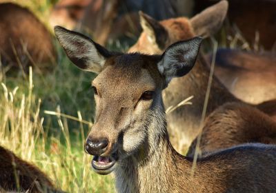 Close-up of deer on field