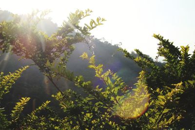 Scenic view of flowering plants against sky on sunny day