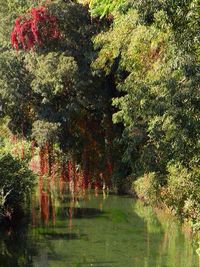 Reflection of trees in water