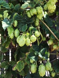 Close-up of grapes growing on plant