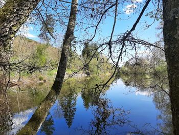 Reflection of trees in lake against sky