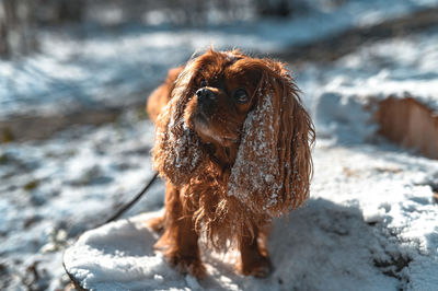 Close-up of a dog on snow